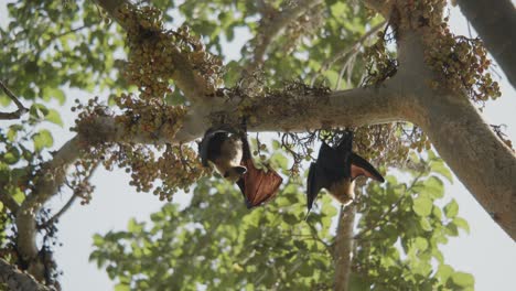 Two-bats-fighting-upside-down-on-a-fig-tree-for-their-place,-biting-and-hitting,-using-wings