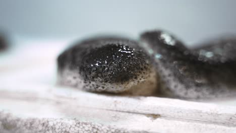 pepino de mar sobre un fondo blanco