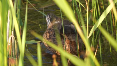 Schöne-Nahaufnahme-Der-Jungen-Stockente-Im-Wasser,-Die-Sich-Selbst-Putzt