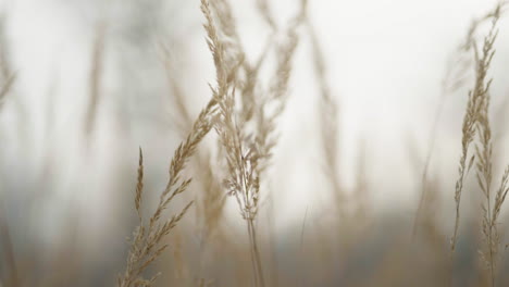 dry grass in the sun close up shot in slow motion