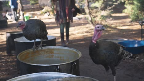 close up of two couple of turkey birds stepping by big cooking pot, handheld