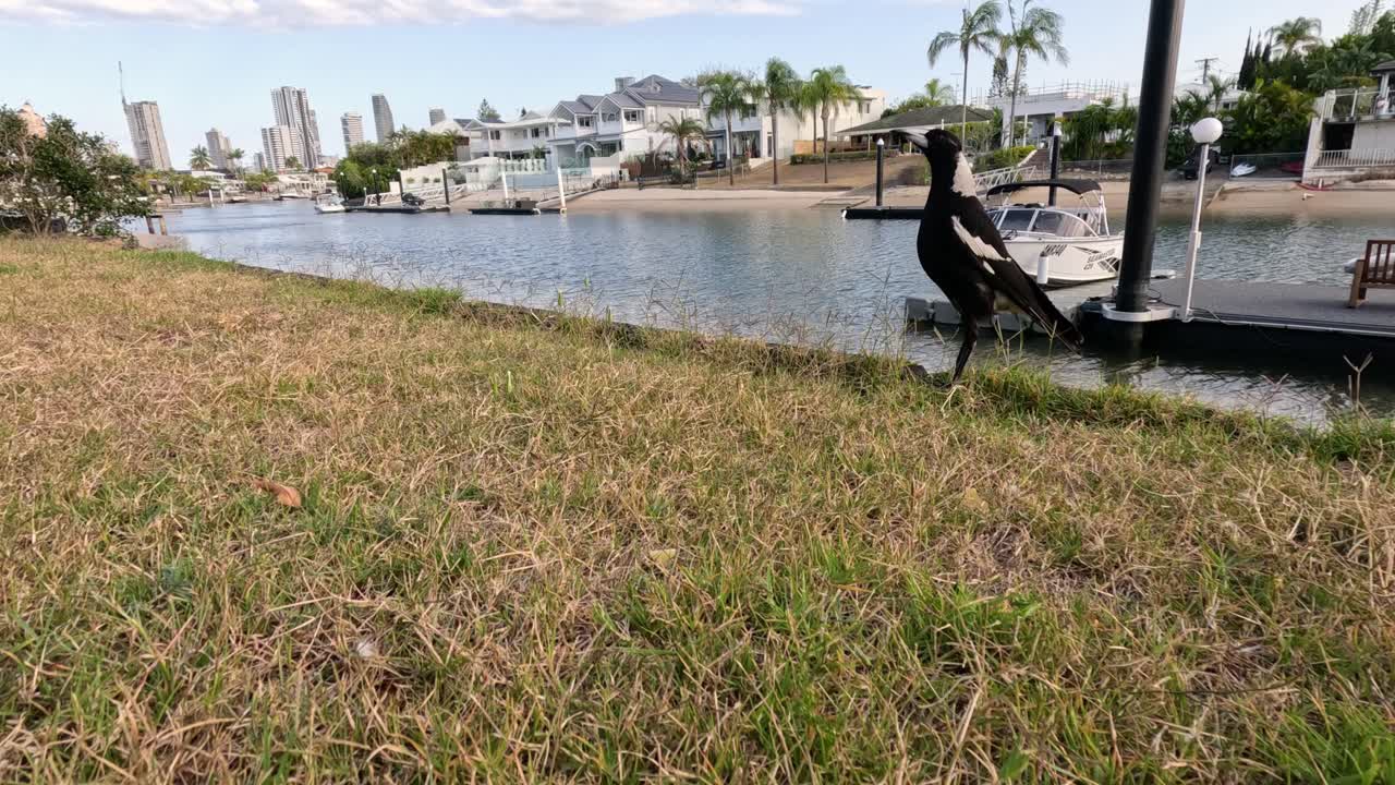 조용한 호수 위에 서서 날아다니는 새