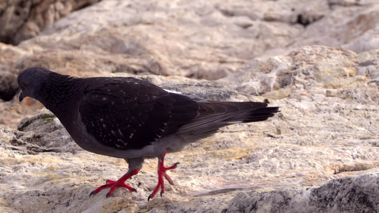 Close up of a black pigeon walking on white, rugged rocks on the shore