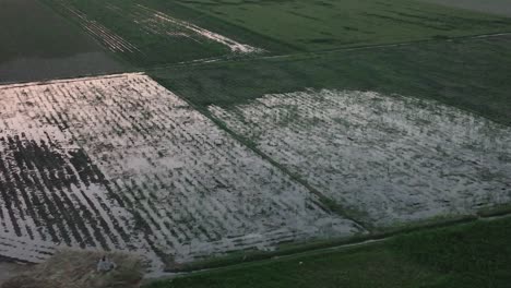 Vista-Aérea-Del-Campo-De-Arroz-Parcialmente-Inundado-En-Punjab,-Pakistán