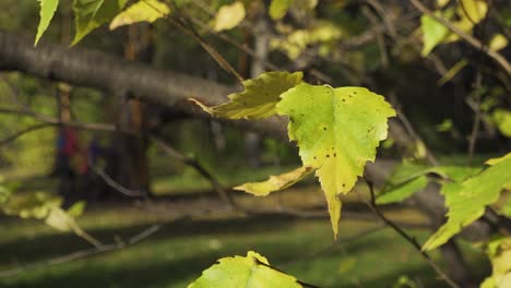 autumn birch leaves