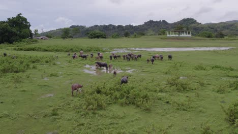 Pequeño-Niño-Local-Caminando-En-Un-Prado-Verde-Con-Un-Grupo-De-Búfalos-De-Agua-En-Indonesia,-Antena