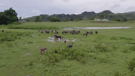 pequeño niño local caminando en el prado verde con un grupo de búfalos de agua en indonesia, aérea