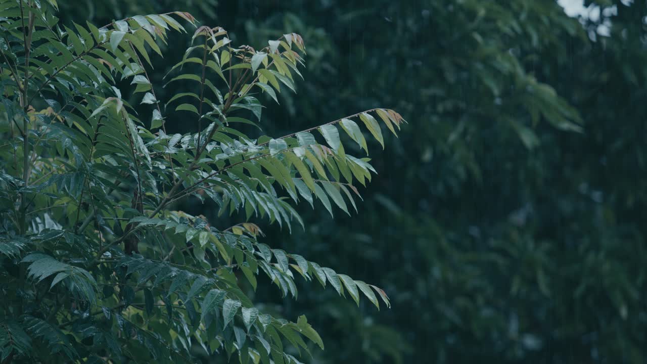 Monsoon brings heavy rainfall to India and Bangladesh