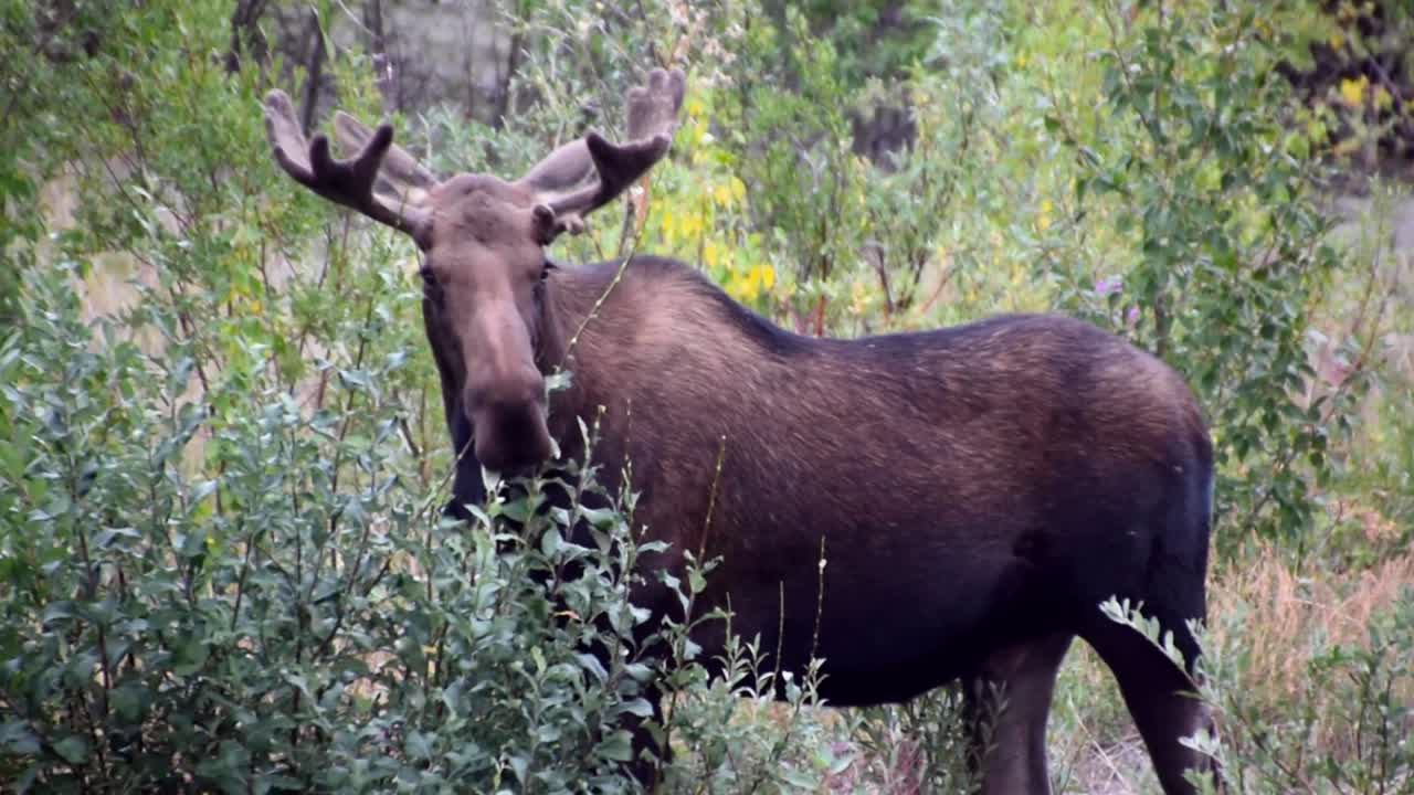 Male moose eating green bushes towards camera, medium shot