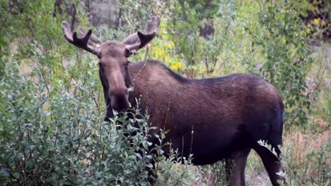 Male-moose-eating-green-bushes-towards-camera,-medium-shot