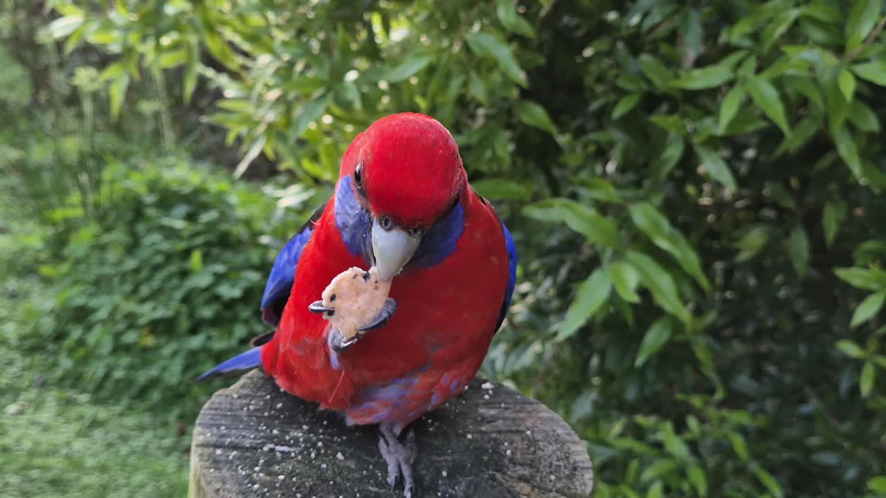 Australian crimson rosella perched on a wooden pole while eating a cracker biscuit