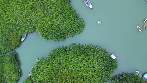 tourists enjoying traditional coconut boat rides amidst the scenic in the bay mau nipa palm forest in hoi an, vietnam, drone slow motion overhead shot