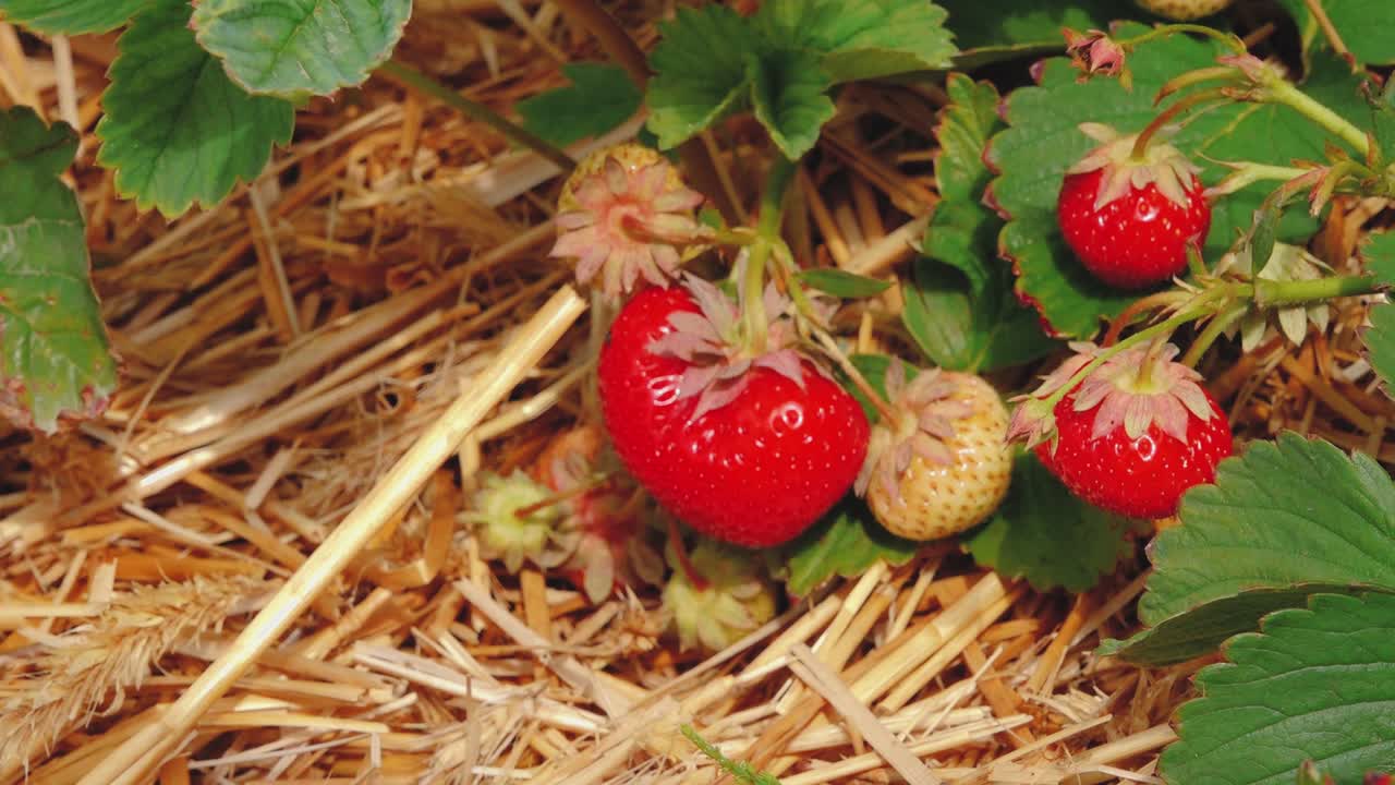 딸기  ⁇   ⁇ 매트