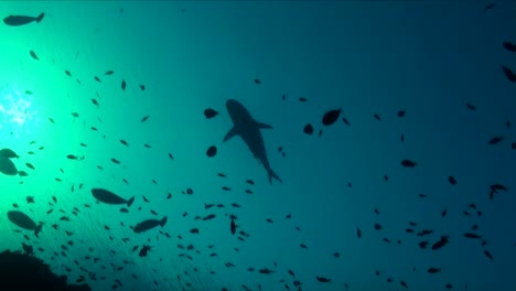 silhouette of grey reef shark and reef fishes swimming over coral reef