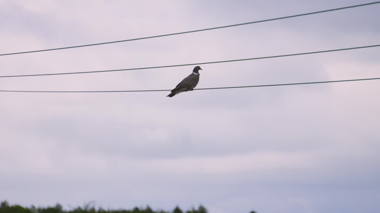 Pigeon Bird Resting on Power Lines Looking at Overcast Sky
