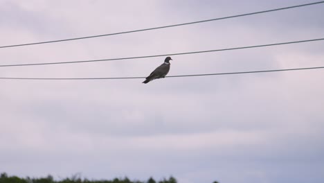 Pigeon Bird Resting on Power Lines Looking at Overcast Sky