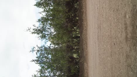 a woman is engaged in jogging within the park - vertical shot, slow motion