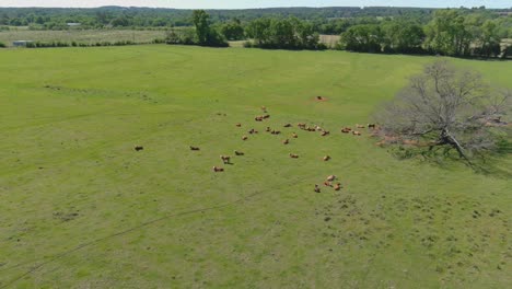 Luftaufnahme-Einer-Rinderherde,-Die-Sich-Auf-Einem-Feld-Entspannt