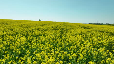 expansive rapeseed fields with visible crop lines and a wind turbine in the distance