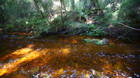 los vapores suaves y silenciosos que corren a través de la sección goudveld del bosque de knysna