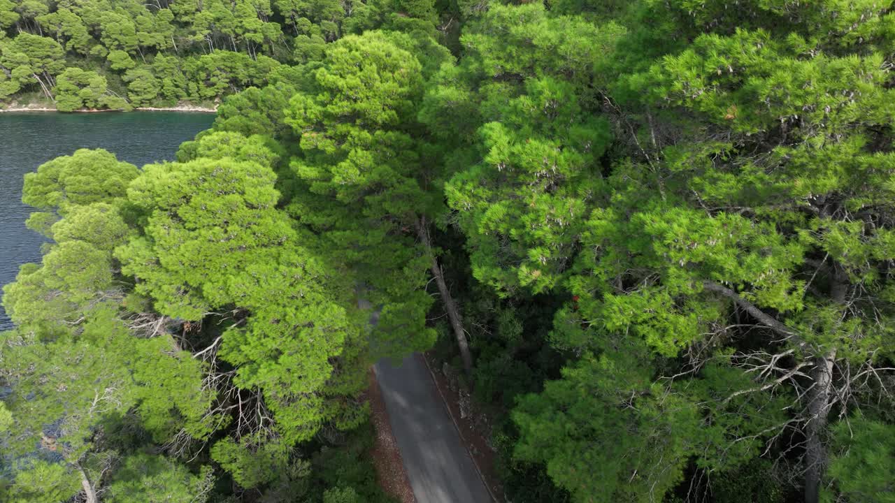 carretera costera a través de un bosque verde y exuberante