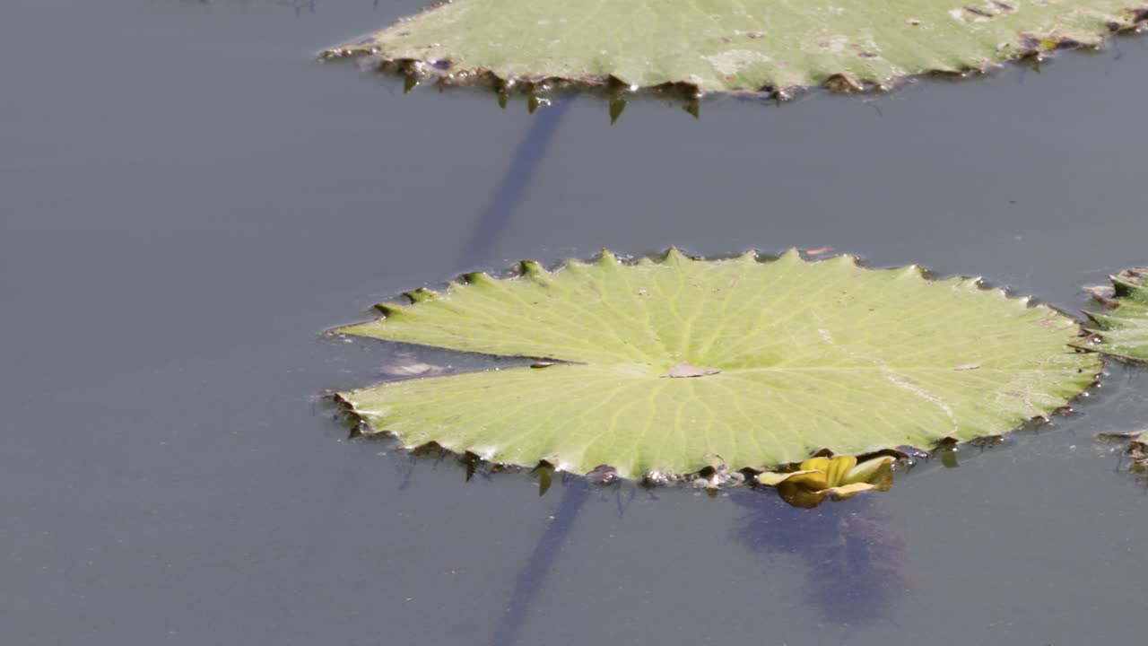 잎에서 개구리 발달의 시간 간격