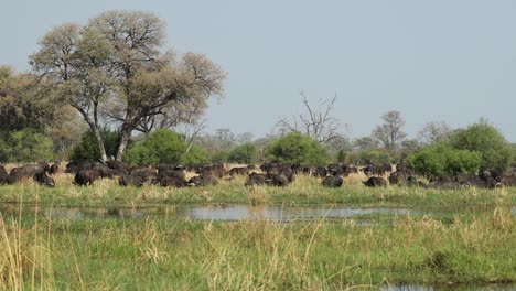 wide angle clip of a large herd of buffalo grazing on the lush khwai river bank, botswana