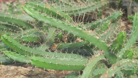 closeup cacti with large spikes closeup closeup cacti with large spikes closeup types of succulents in nature