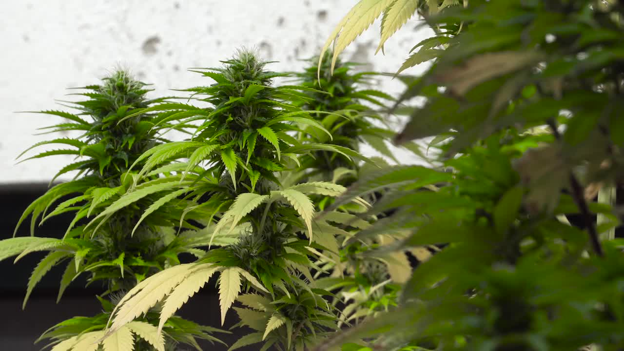 칸하모 공장의 클로즈업 샷. 마리화나 의료 공장