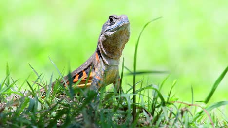 Die-Schmetterlingseidechse-Ist-Eine-Art-Leguan,-Die-Haut-Ist-Mit-Orangefarbenen,-Olivgrünen,-Weißen-Und-Blauen-Flecken-Gefleckt