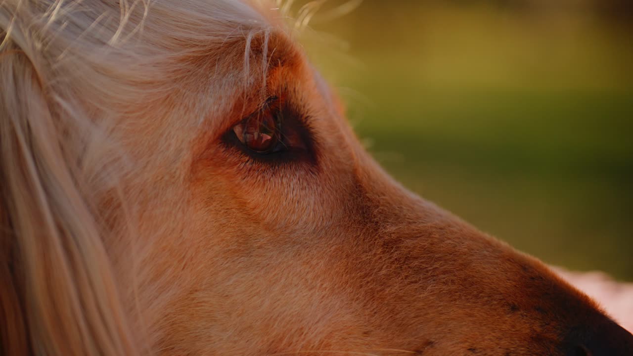 Intimate Close-up of a Dog's Gaze: Capturing the Emotion and Depth in the Eyes of a Beautiful Canine Companion with Long Hair in Natural Light