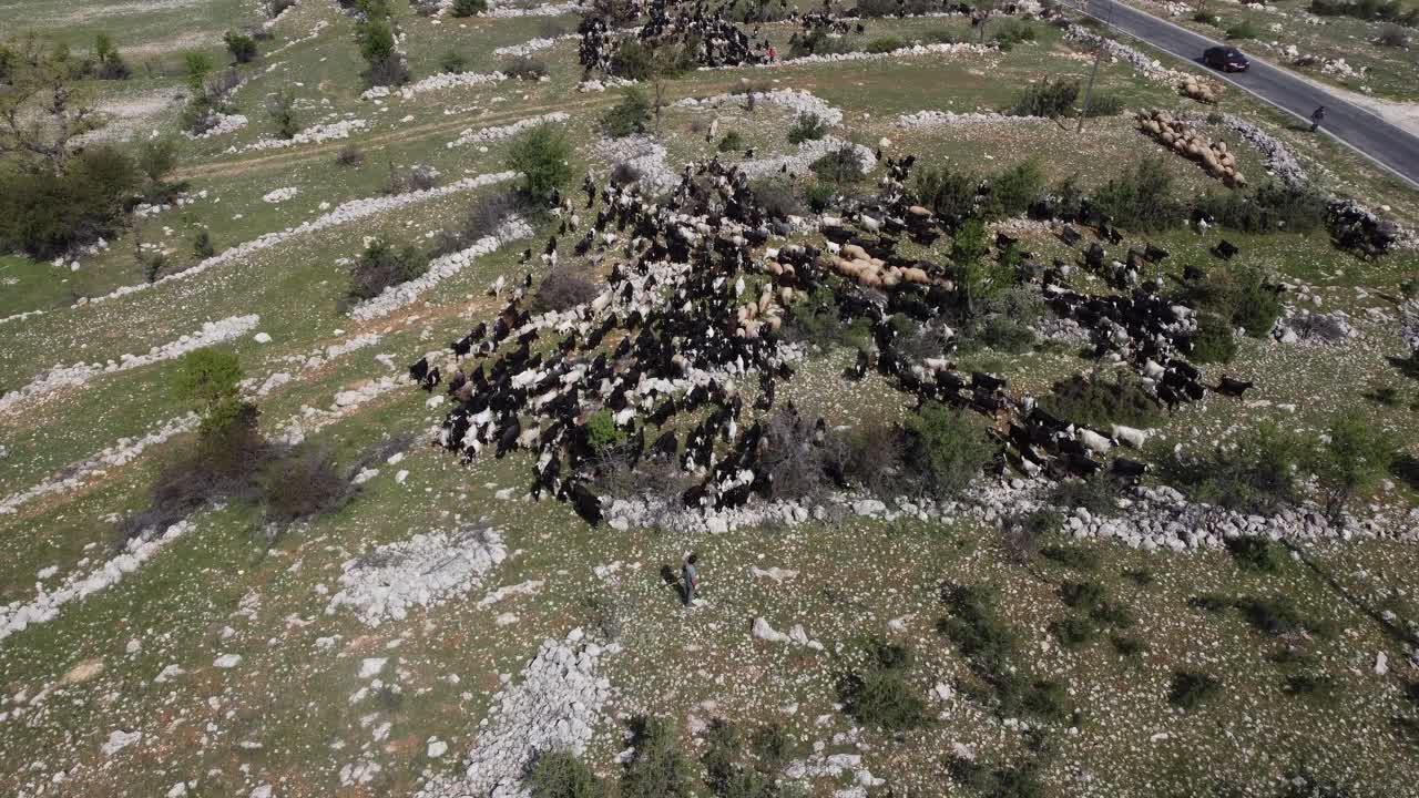 양소 가축 들 이 목초지 에서 먹고 있는 드론