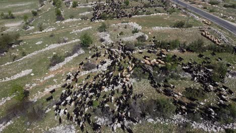 Rebaño-De-Cabras-Pastando-Pastos-Drone