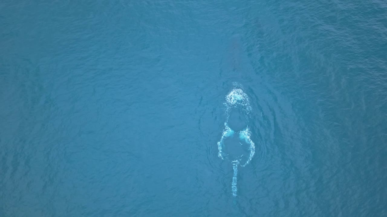 Humpback whale gliding through blue ocean off Ecuador's coast