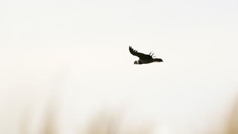 Andean-condor-,-a-giant-South-American-Cathartid-vulture