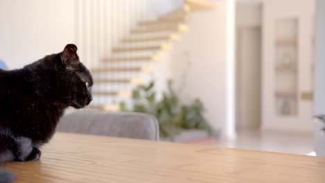 Black-cat-sitting-on-wooden-table,-looking-to-side,-copy-space