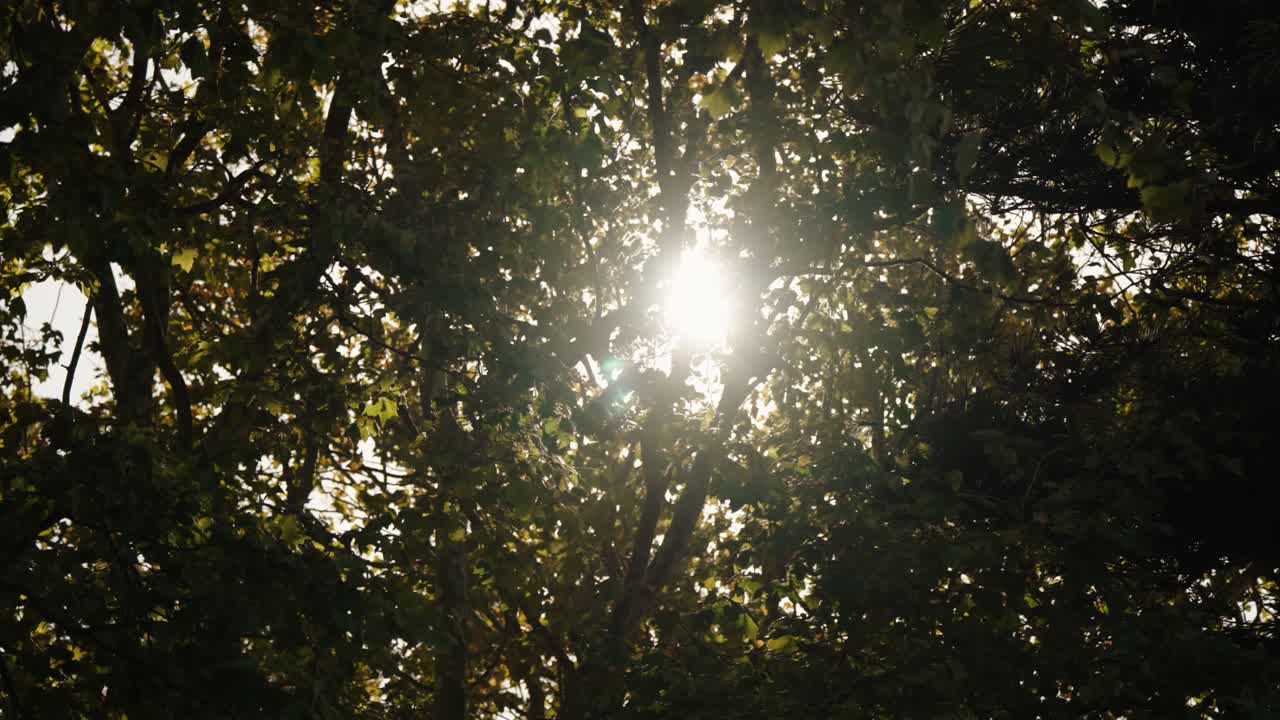 Sun shining through the leaves of trees