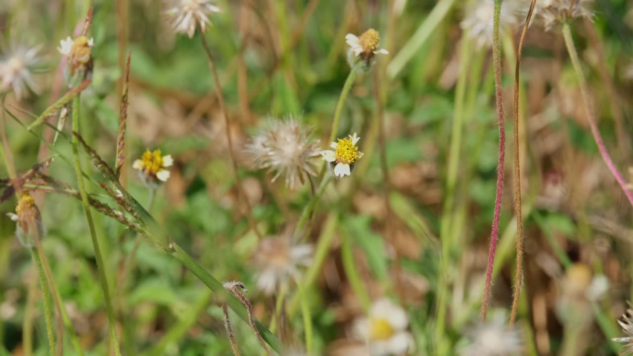 오렌지색 나비가 날개를 흔들며 모든 아름다움을 보여 주며 돌아서서 날아갑니다. - 태국