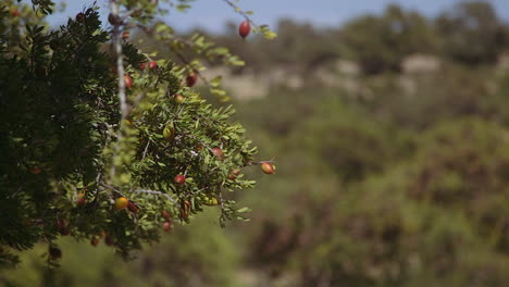 shallow depth long shot of argan nuts on argan tree branches, pan left