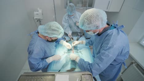 veterinarian surgeons in operating room doing cat neutering