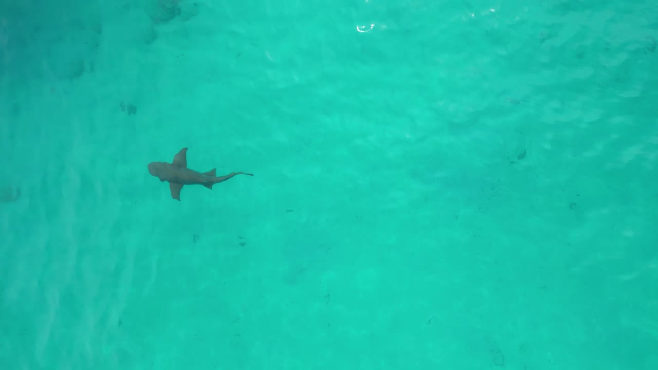 Top down aerial video of a shark swimming in clear blue waters