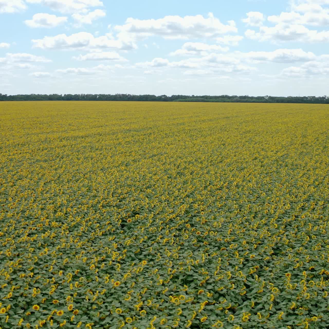 Grandi paesaggi agricoli aerei con girasoli. Splendida vista dall'alto sul campo di girasoli