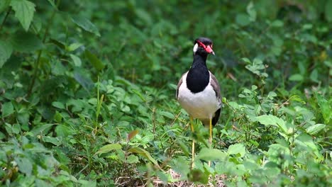 The-Red-wattled-Lapwing-is-one-of-the-most-common-birds-of-Thailand