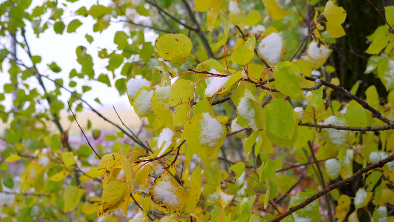 Day time footage of baby Poplar tree with snow on the leaves during Autumn