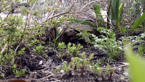 Tortuga-Se-Estrella-Contra-Las-Plantas-Del-Jardín-Como-Un-Tanque-Después-De-La-Hibernación