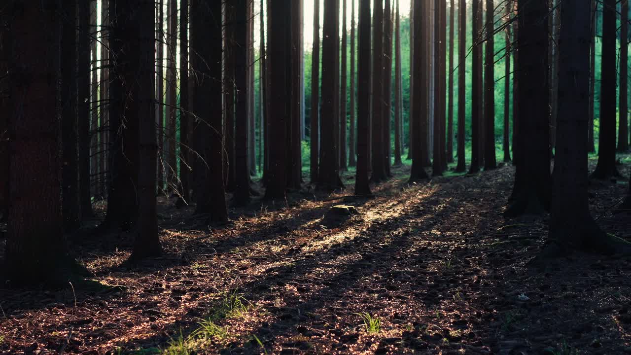 Forest with sunlight shining through the trees on a sunny morning
