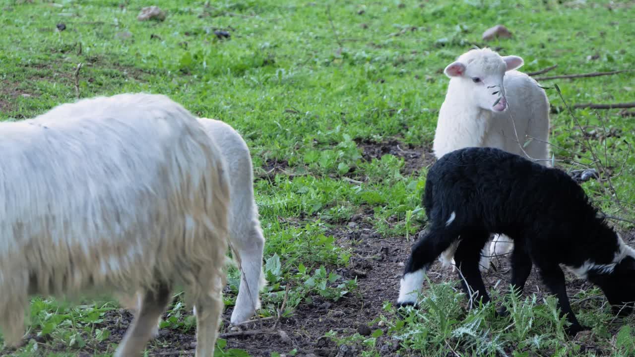 이탈리아 사르데냐의 호기심 많고 귀여운 양들로 둘러싸인 어미 양 방목