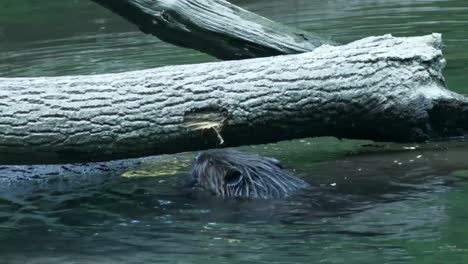 Beaver-chews-and-gnaws-hole-in-fallen-log-of-river