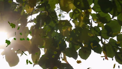 animatie van meerdere bladeren die over het groene bos vallen
