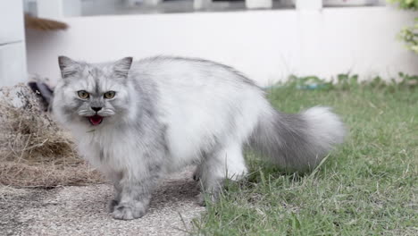 Chinchilla-Persa-De-Pelo-Largo-Blanco-Gata-Adulta-Respirando-Pesadamente-Y-Saltando-Cazando-Insectos-En-El-Patio